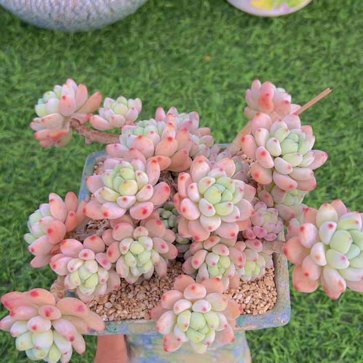 健健康康平平安安