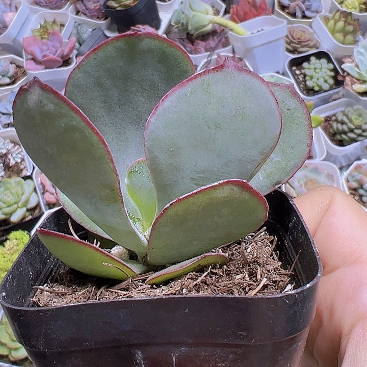 白眉19包邮多肉植物