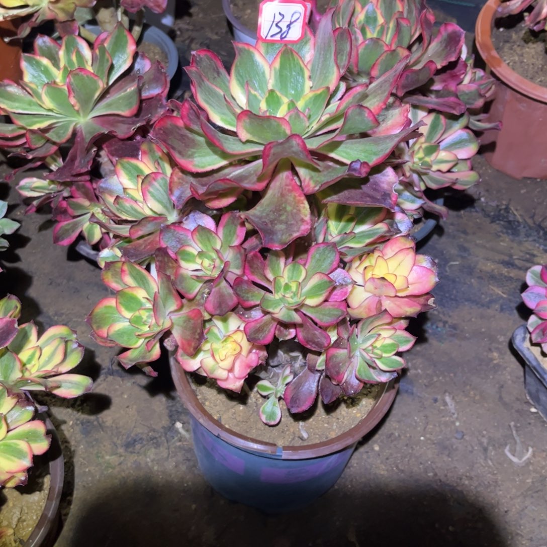 岁***好138多肉植物魅影法师