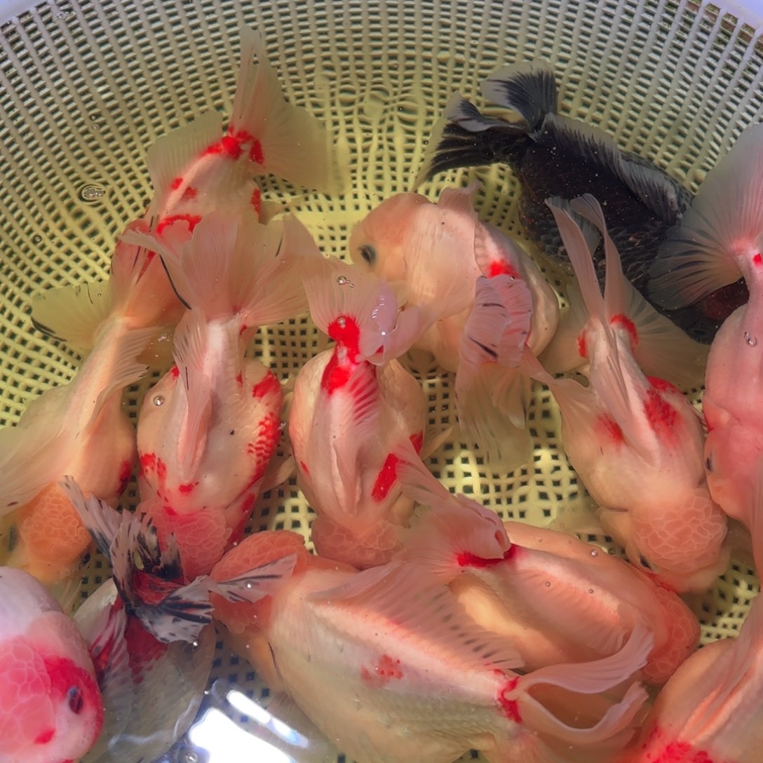 金鱼王**.运费40