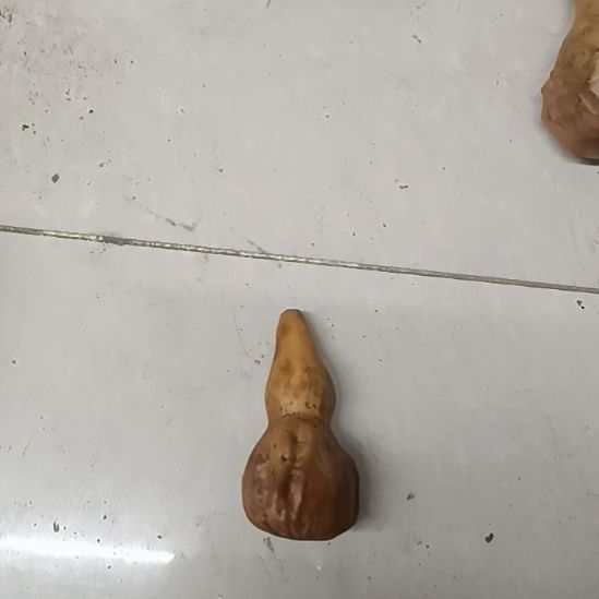 观**舍小鹤首葫芦小鹤首葫芦！！！