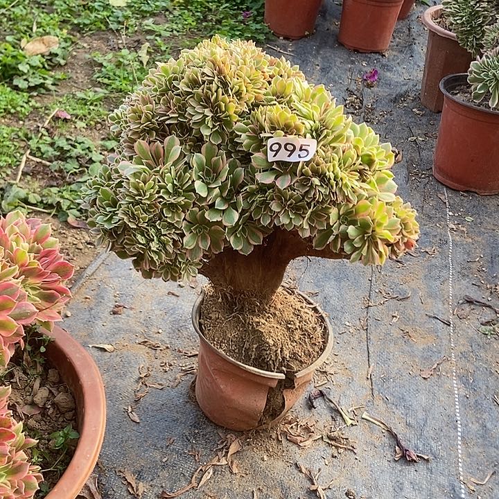 大****$995女神缀老板子微瑕疵