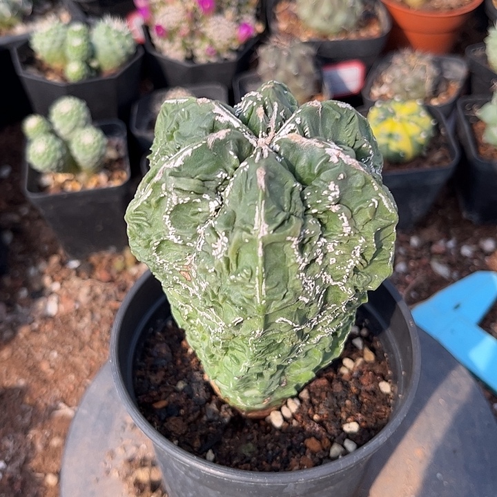 核桃一个一一一一一一一一一