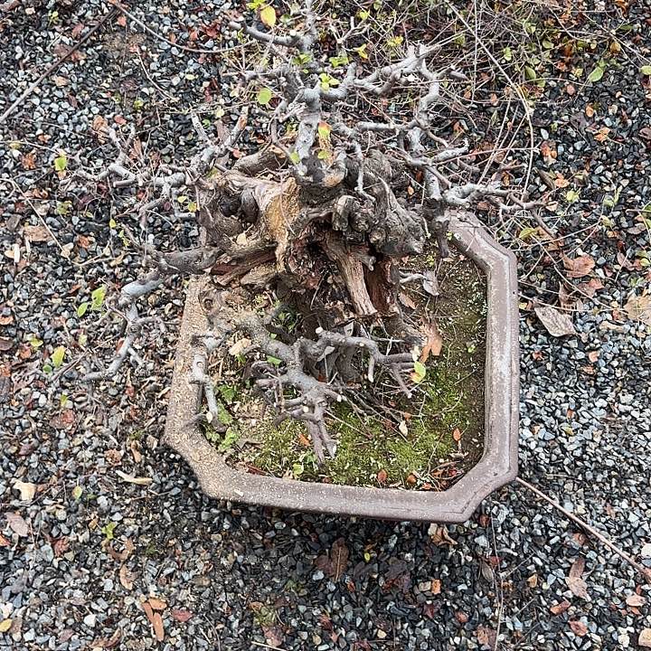 加***减无花朵哈哈哈哈哈