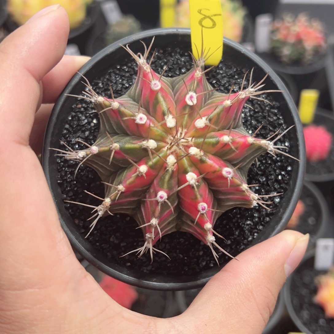 全品相米哈——（默认脱土发货）