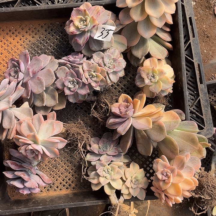 晶****紫乐景35号68.88多肉植物5颗