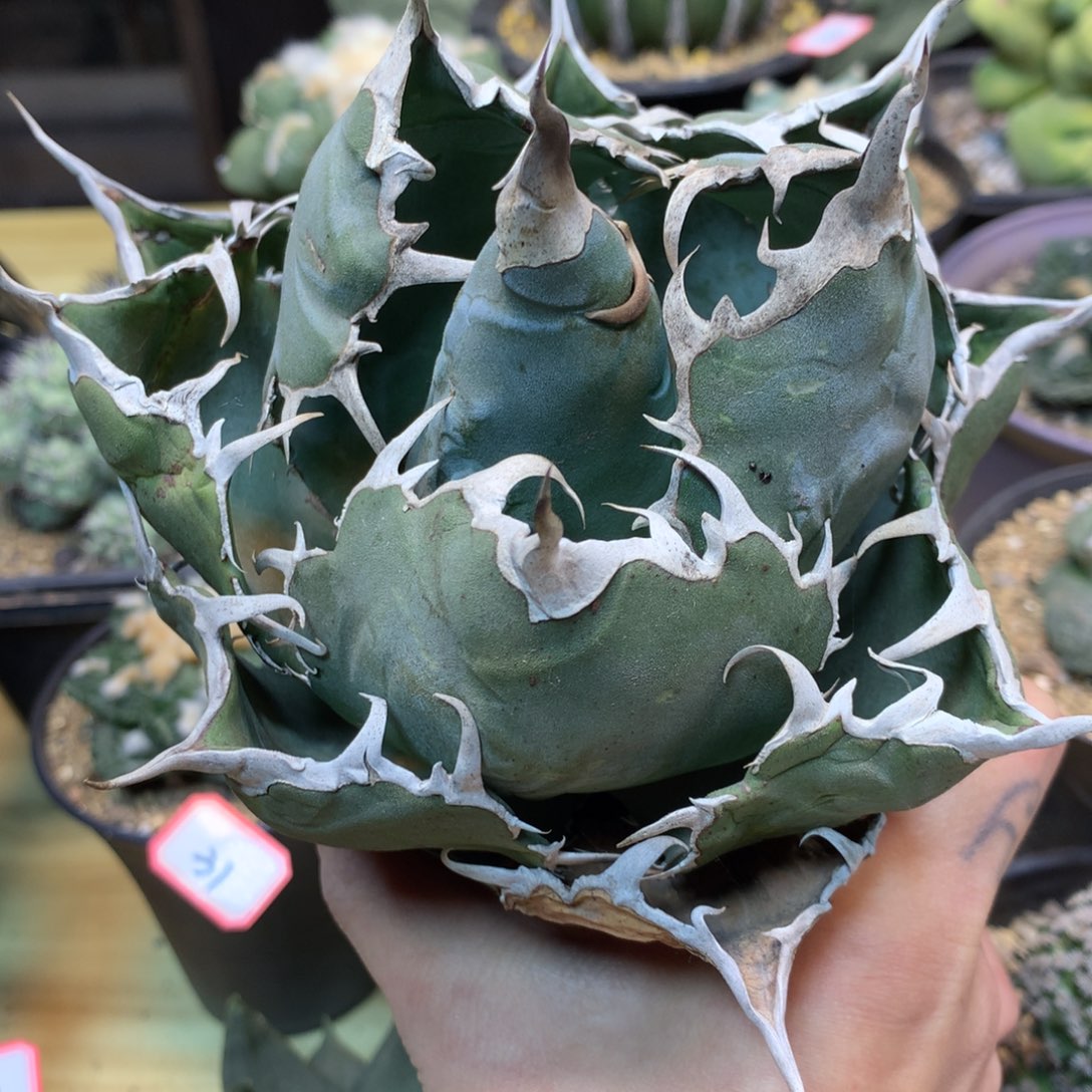          51号 正版白鲸 13公分