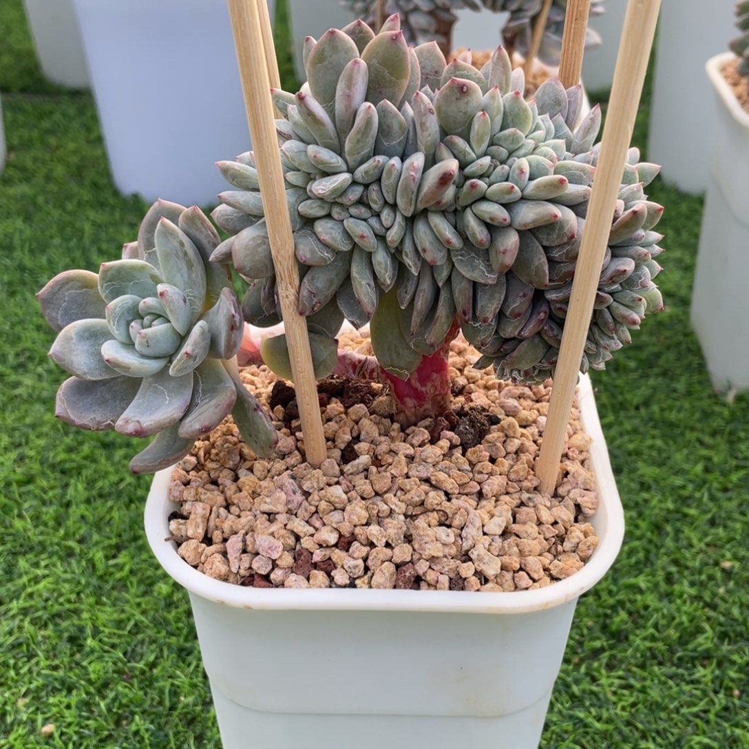 星影缀化多肉植物