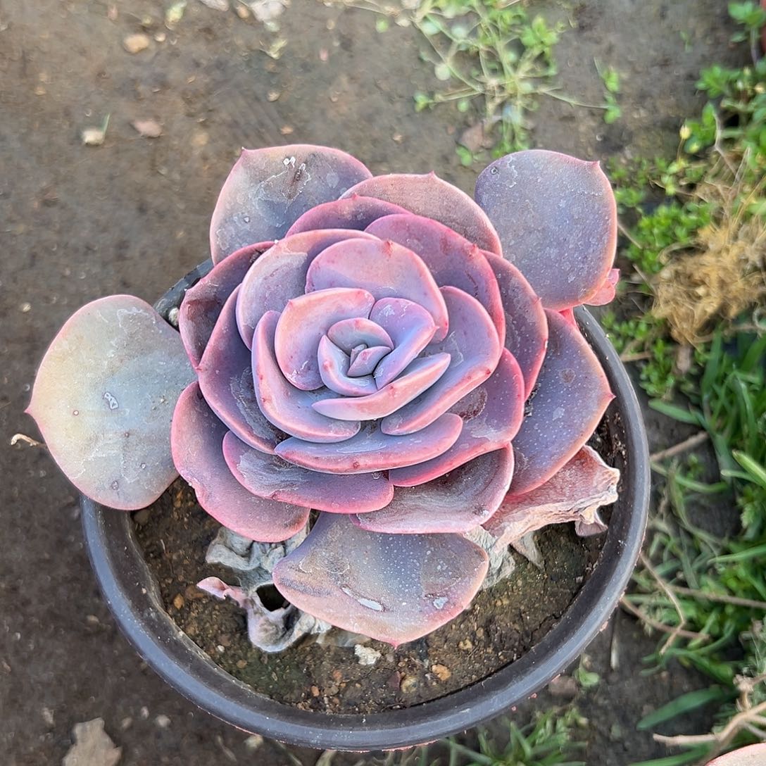 多肉植物多肉植物