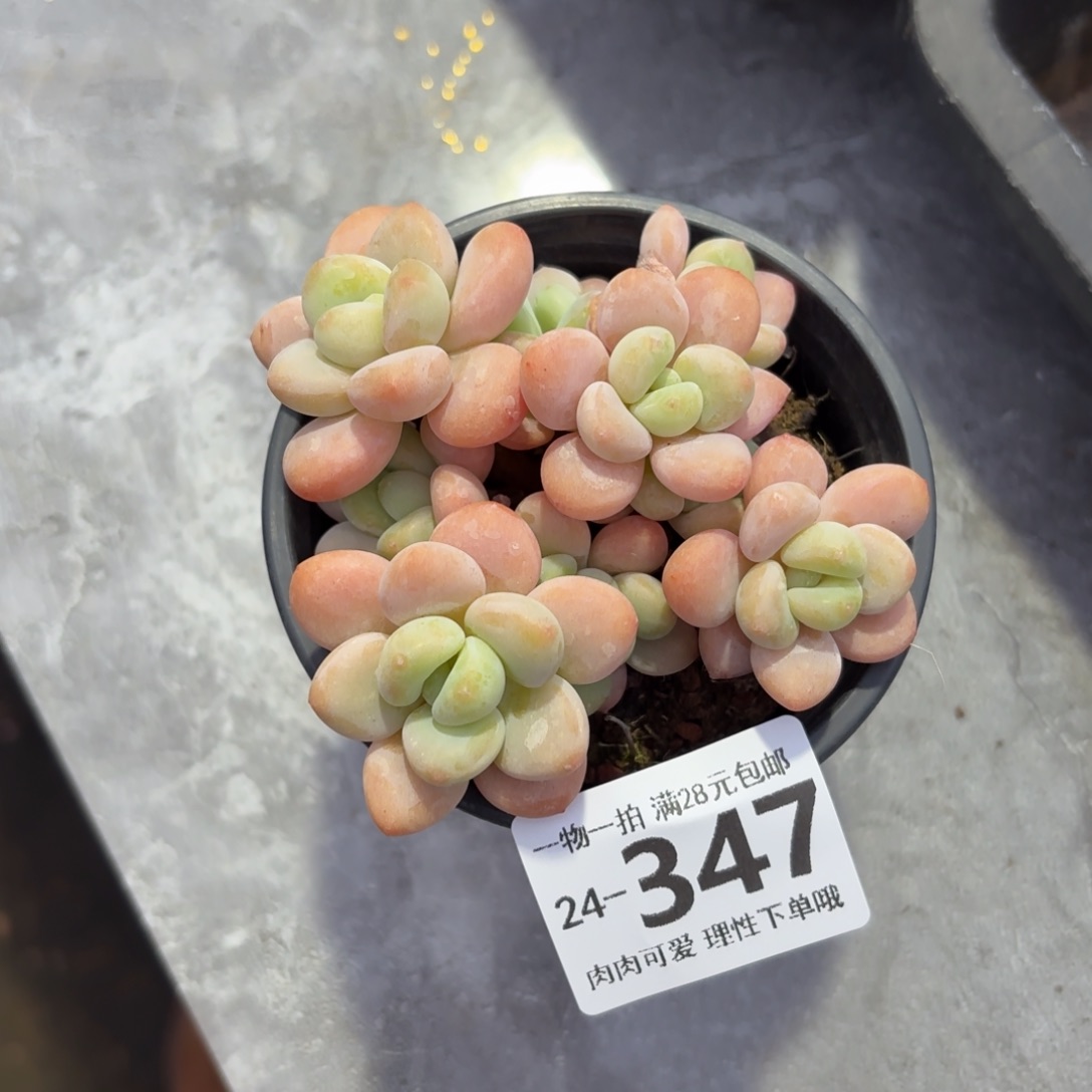 桔子洛神无盆土发货无