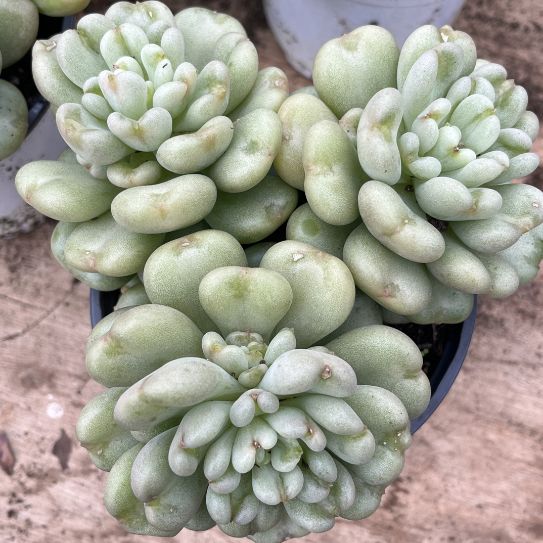 【任意下单即包邮】比尔盖茨大群12厘米多肉植物，脱土发货