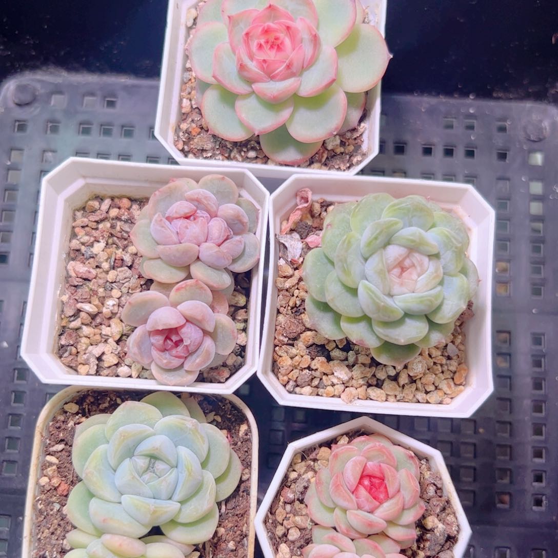 糖心多肉一组5颗