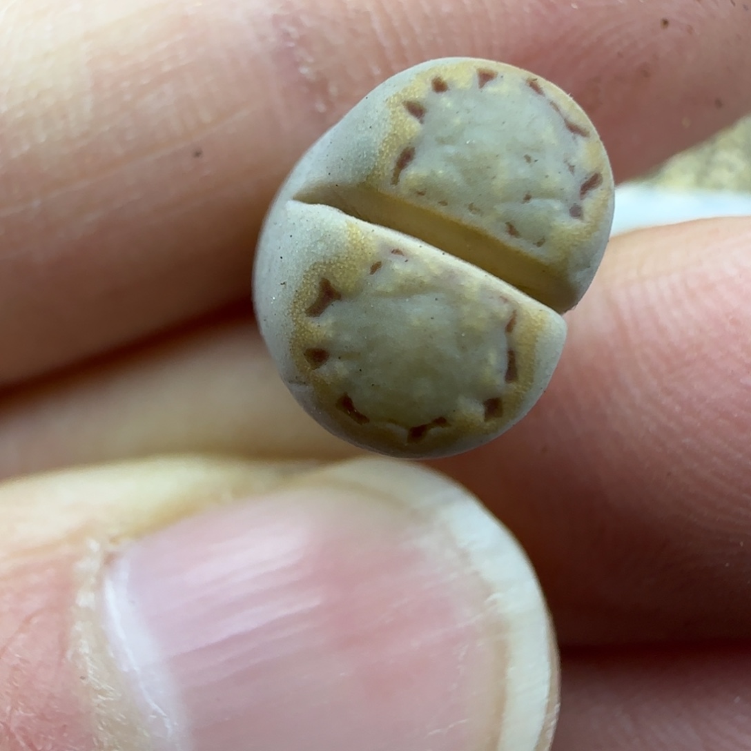 120粗金边饼干清框福利30包邮