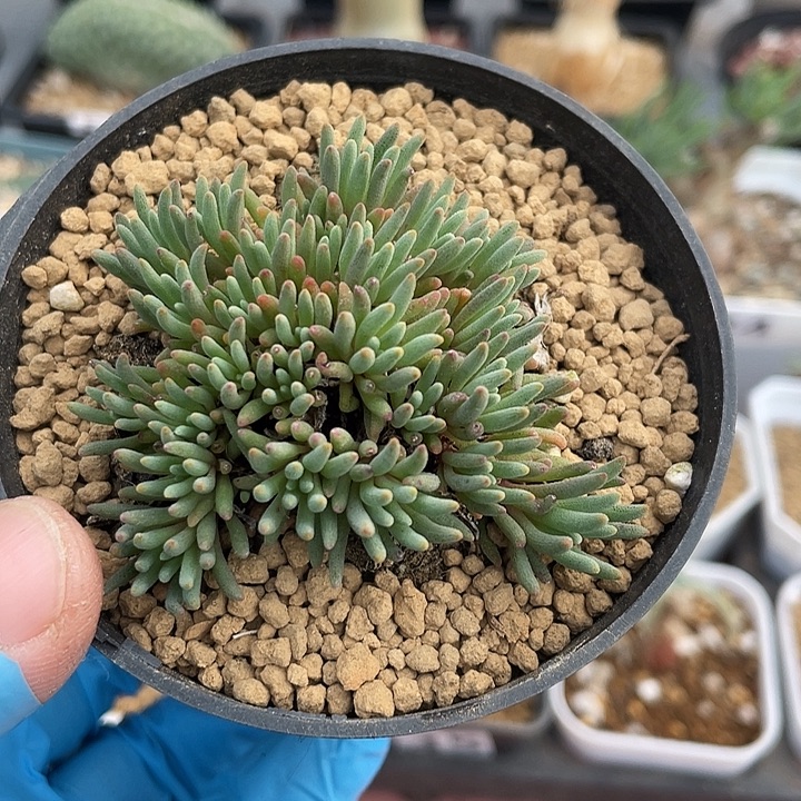 879晶珊瑚块根植物