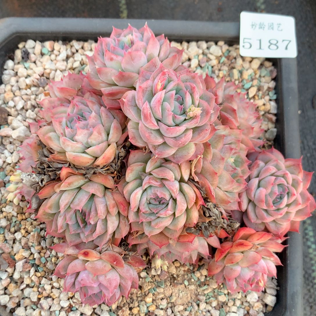 5187杂交精品基地14厘米