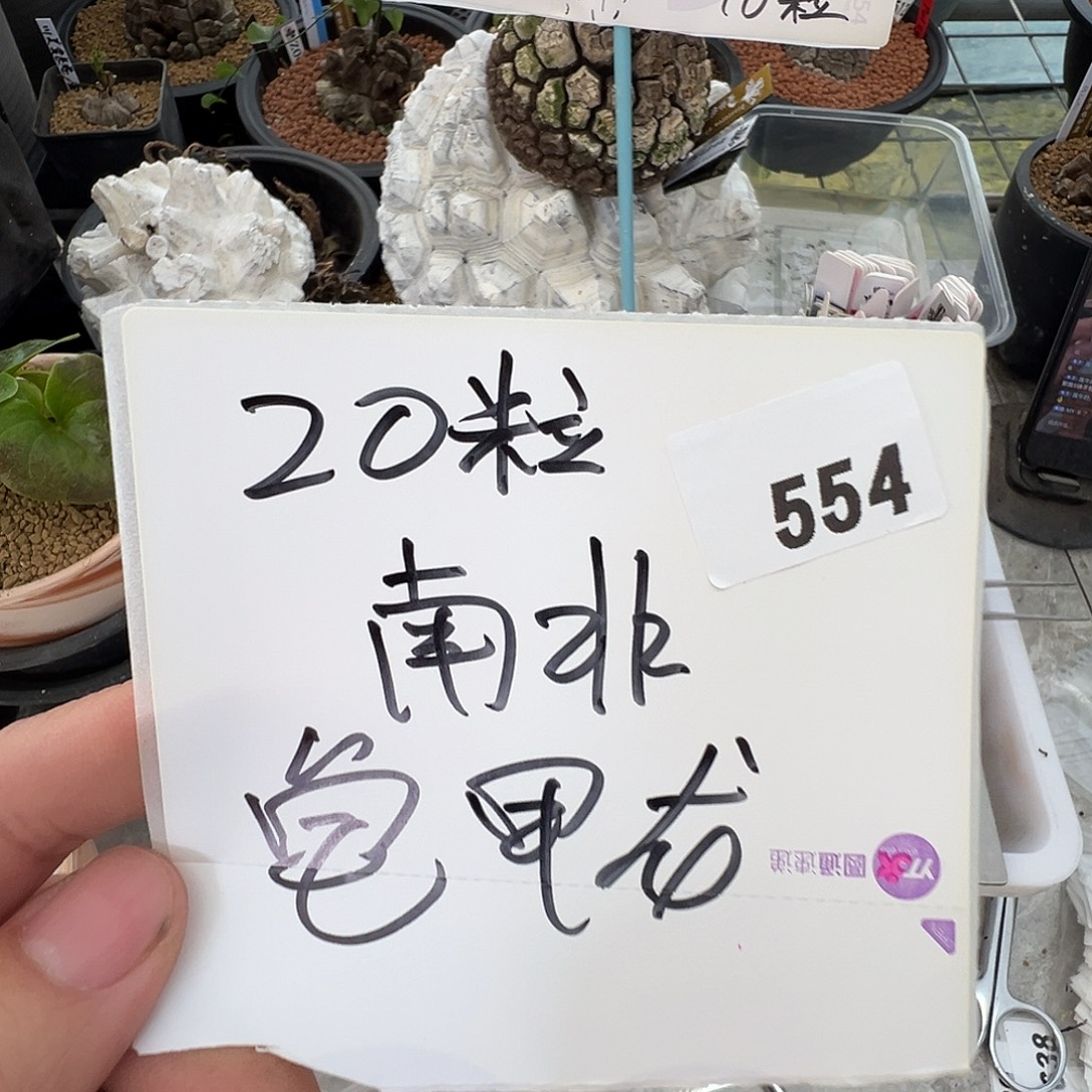 多肉植物专拍植物不退换 一物一拍 554