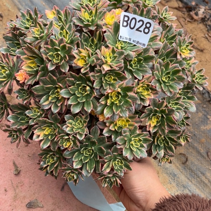 甜茶多肉植物028.