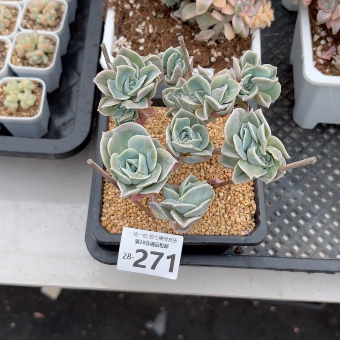 可爱玫瑰缀化多肉多肉