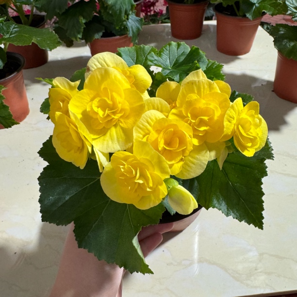 丽格海棠黄色 掉花折叶正常 介意勿拍 不拍保温冻死无售后