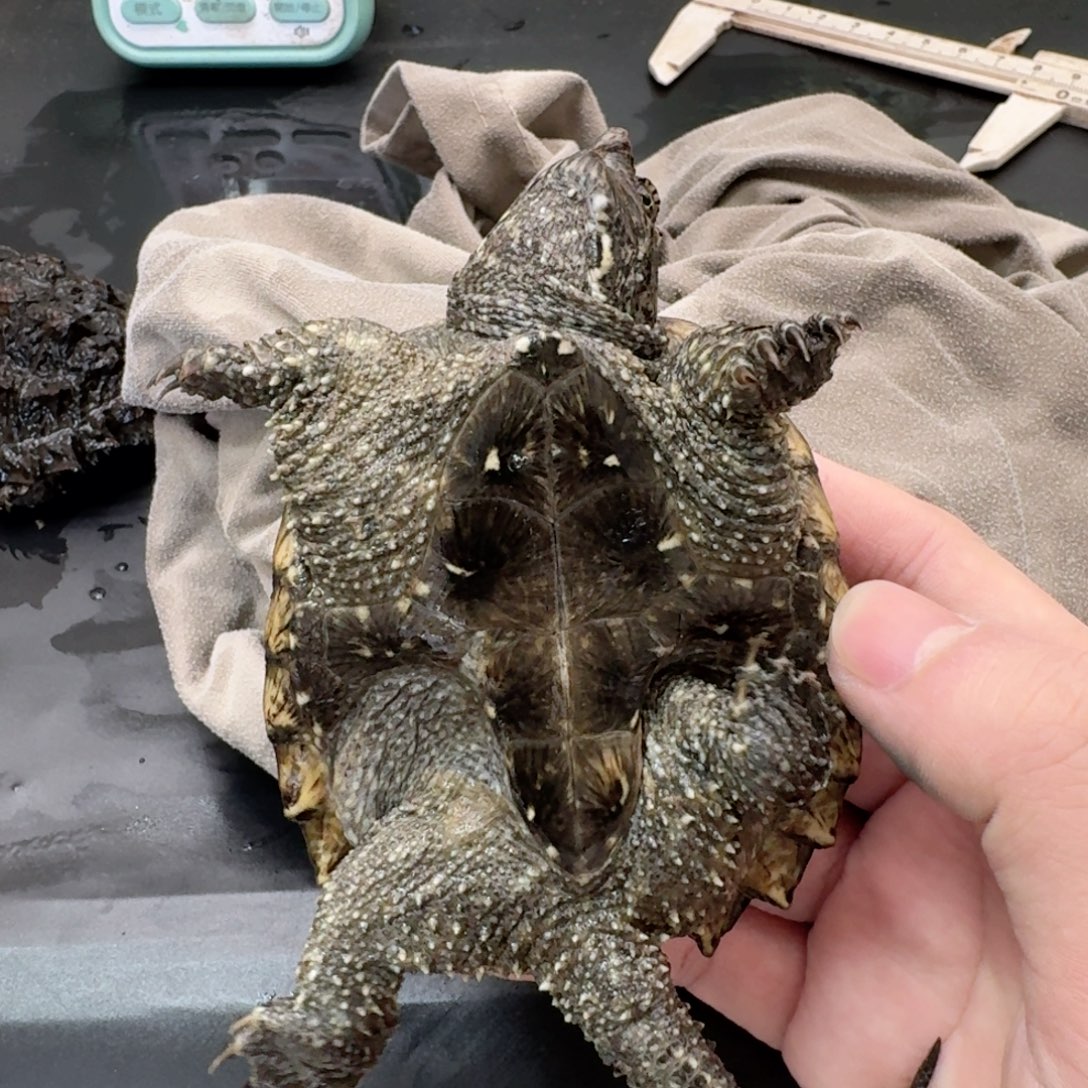 宠物龟不分公母11