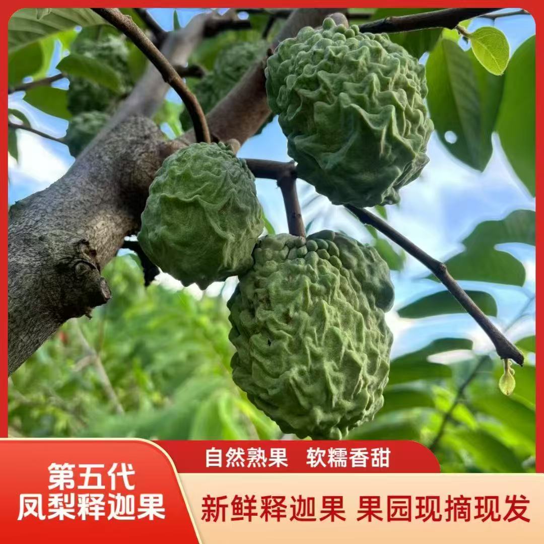 云南第五代牛奶释迦凤梨释迦果【果子软了再吃】软糯香甜果园新鲜采