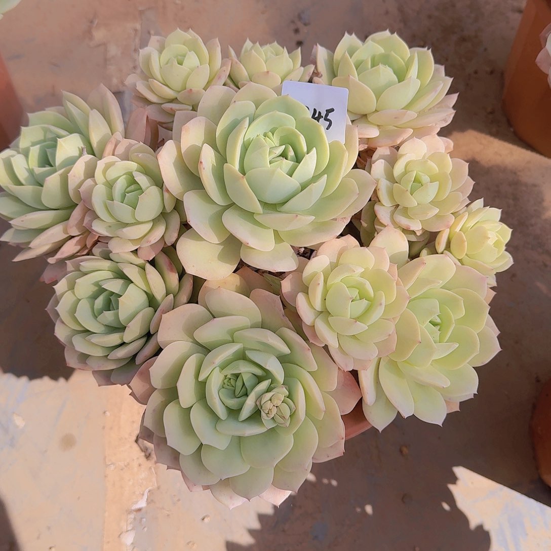 清***行2345恋曲多肉植物