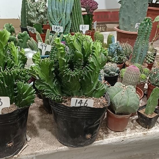 当前无花朵，栽培后可花朵玉麒麟   30元