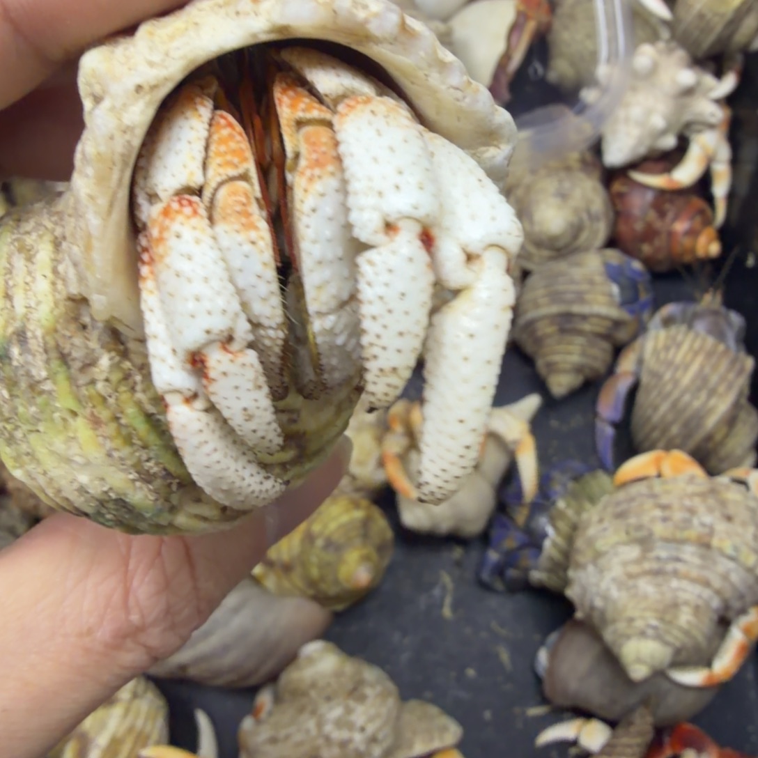 丑萌家的可爱毛球