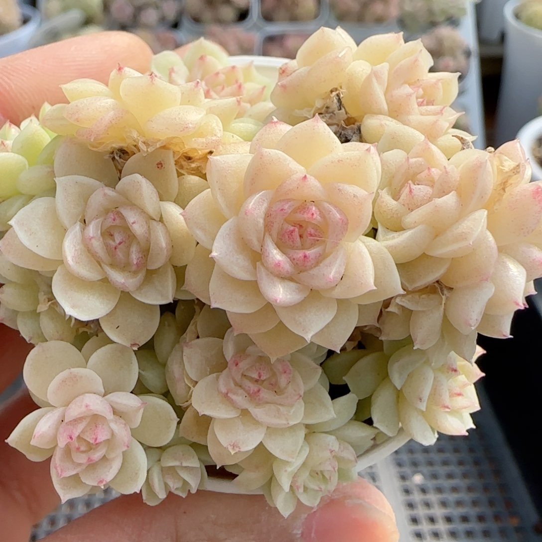 【闪购商品】0213-76粉心花朵麦杆