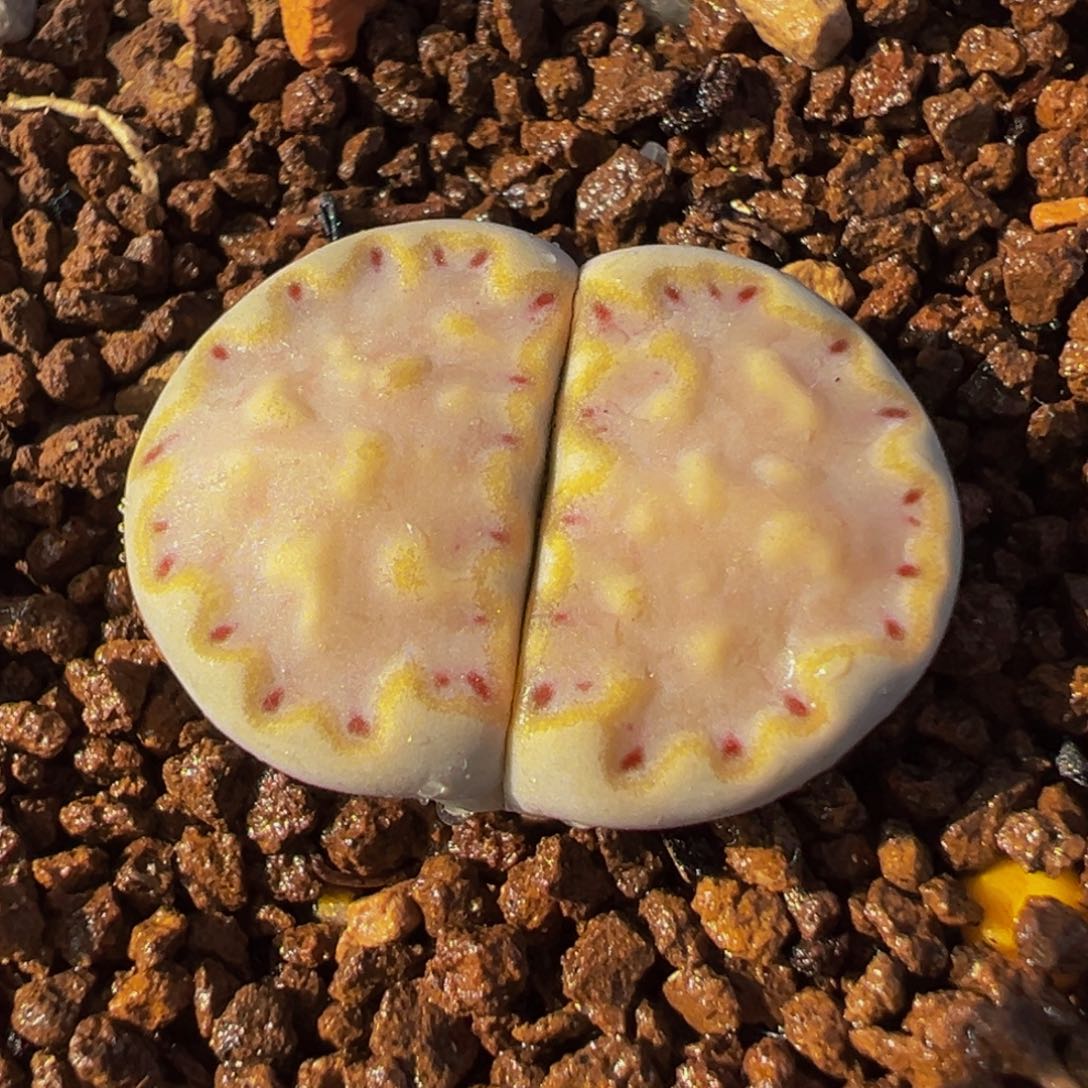 152多肉植物种类多样