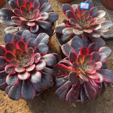 313多肉植物组合