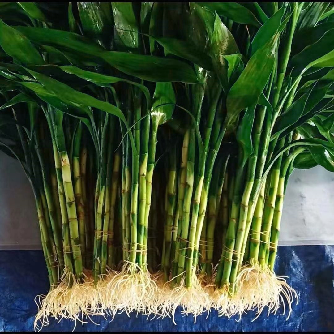 带根富贵竹水培植物水养水竹客厅室内绿萝招财树盆栽绿植花卉好养