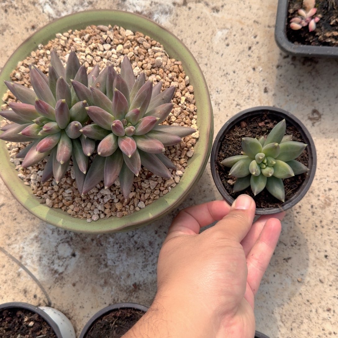 TTN 叶插  一物一拍