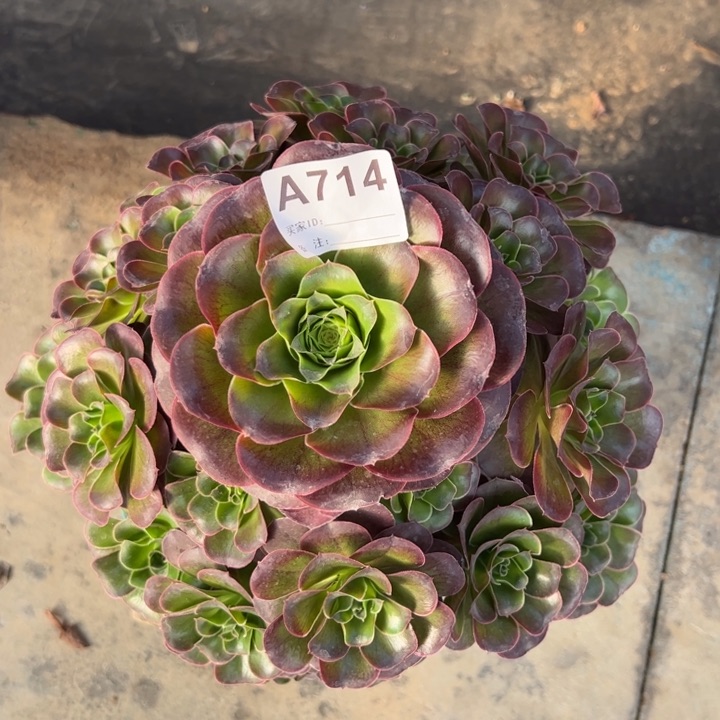 714魅金玫瑰25厘米左右