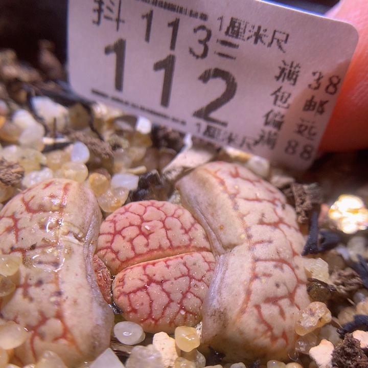 精品生石花113.112镇魂石