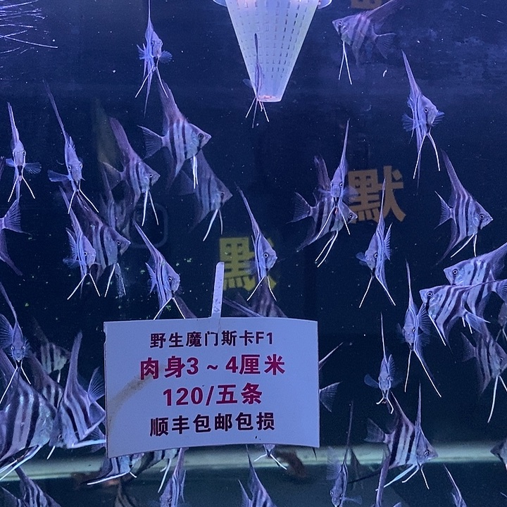 海水鱼魔门斯卡肉身3-4三条