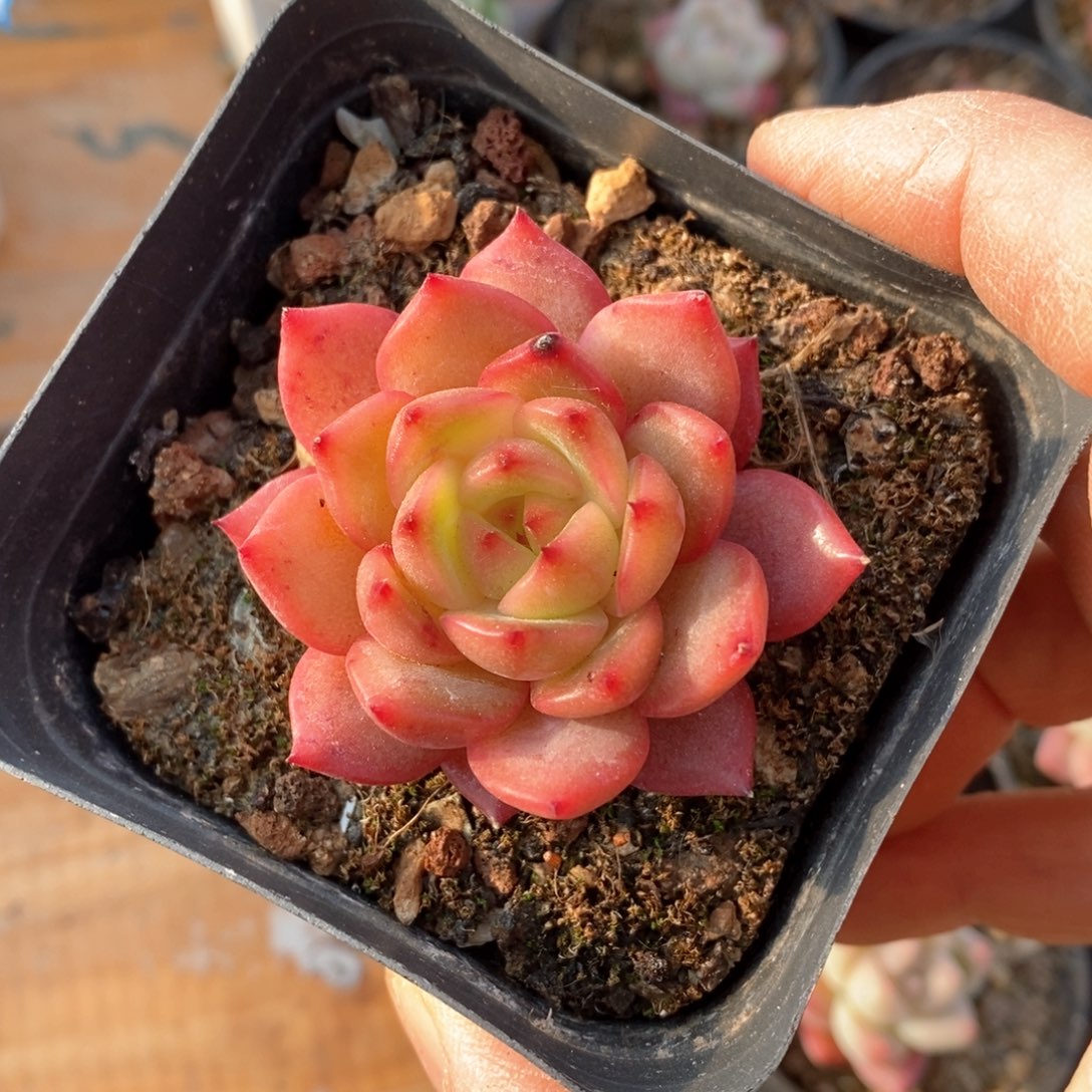 精品多肉一物一拍不包整157