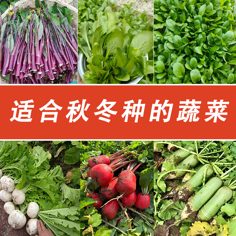 绿萝卜种子白萝卜蔬菜种子甜萝卜红萝卜腌制炖煮都好吃高产抗寒