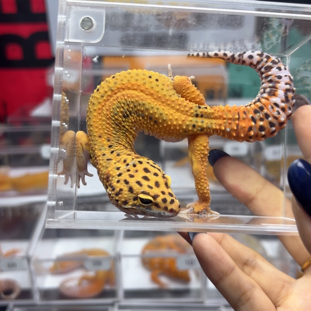 豹纹守宫翡翠T16.妹妹