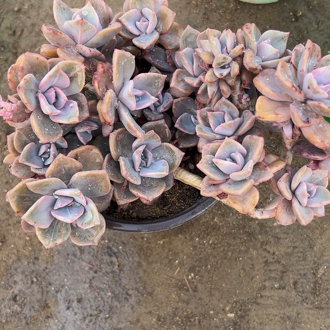 彩虹糖父母植物中央音乐学院