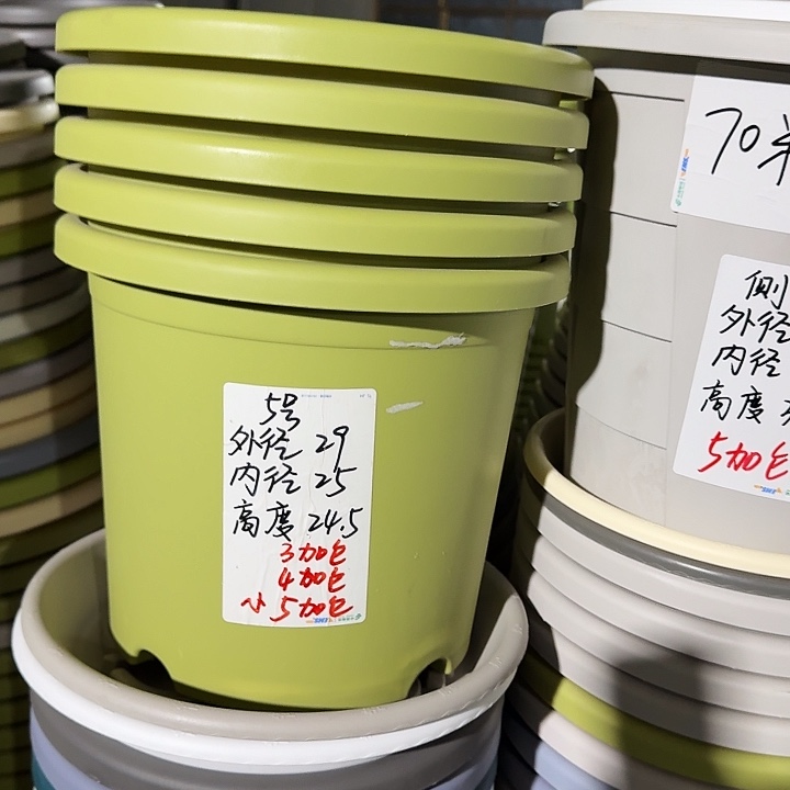 四季5号果绿无托6个特价微瑕