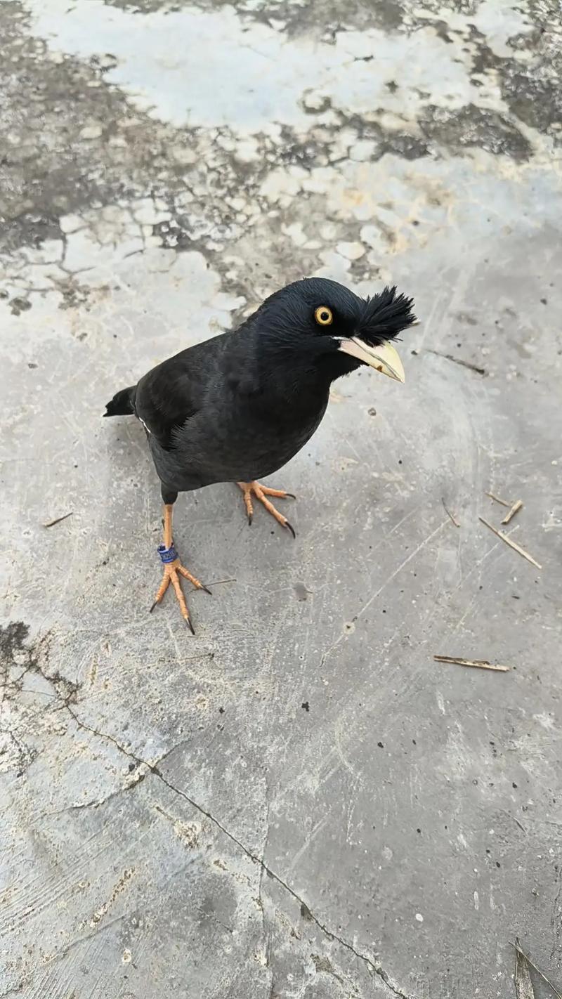 手养黑巴鹦鹉活体宠物聪明会说话幼崽20天左右