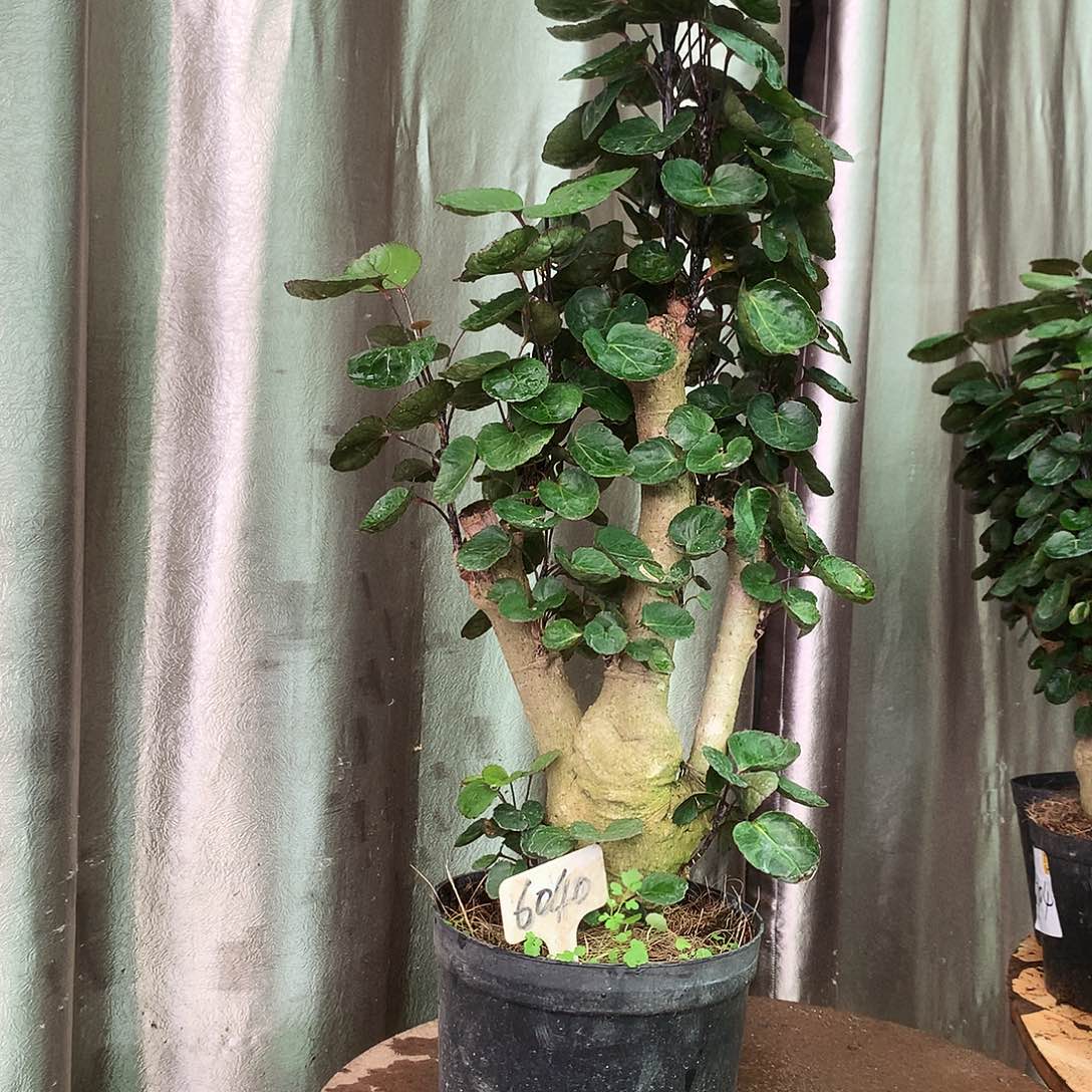 完全开放3466778899