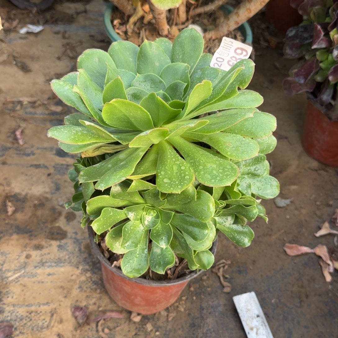 绿玫瑰689满20包邮断枝不包