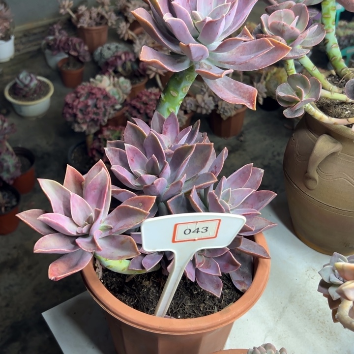 ℒ****太飞糖多肉植物043