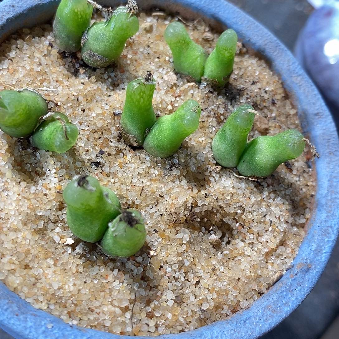 21308。  一颗双头葫芦。  