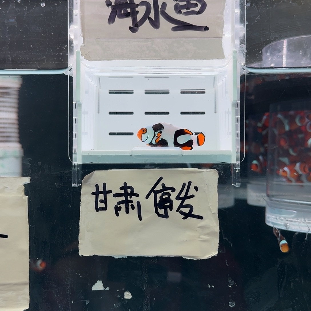 海水鱼4.5+头盔面罩黑卡小丑鱼一条