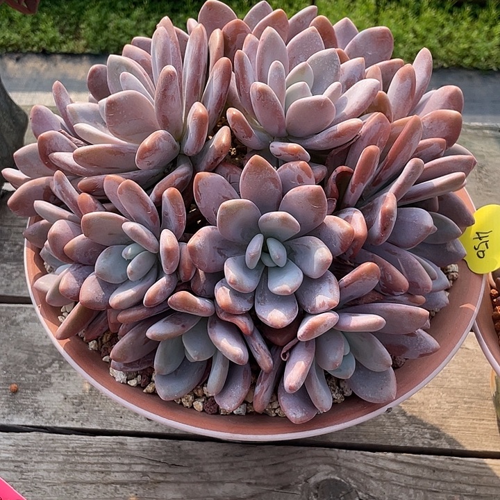 粉兔群生多肉植物