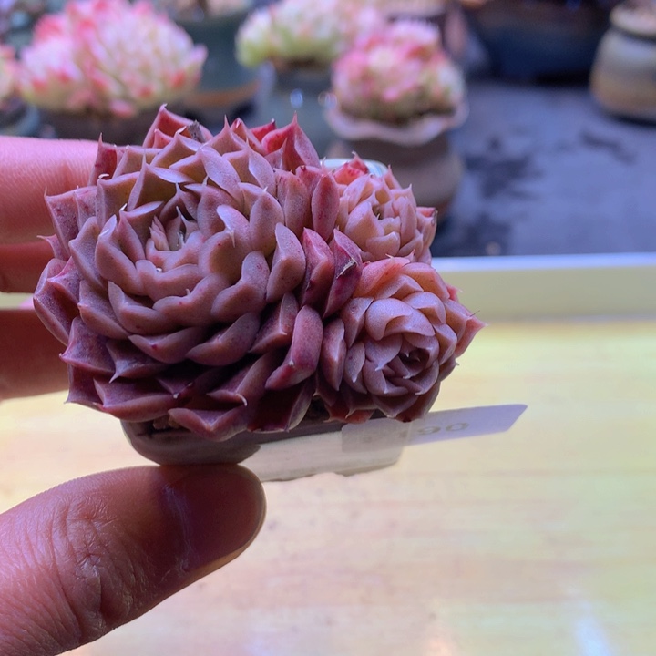 一物一拍满38包邮F190