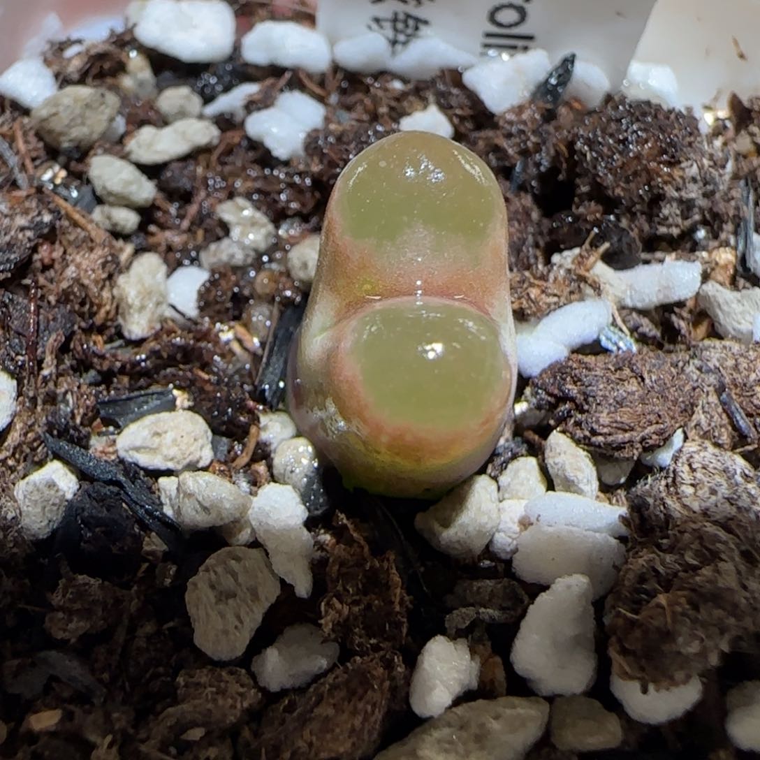 肉锥多肉植物百科25-磁铁723